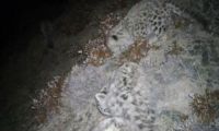 甘肃四只雪豹同框 太珍贵，近年来首次拍到这一画面