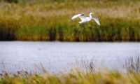 天津北大港等7处湿地列入《国际重要湿地名录》