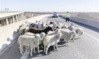 42只羊 高速公路遛弯 够悬的！