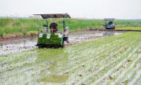 滨海新区水稻插秧陆续展开